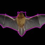 Bat cut-out template